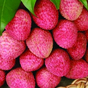 লিচু